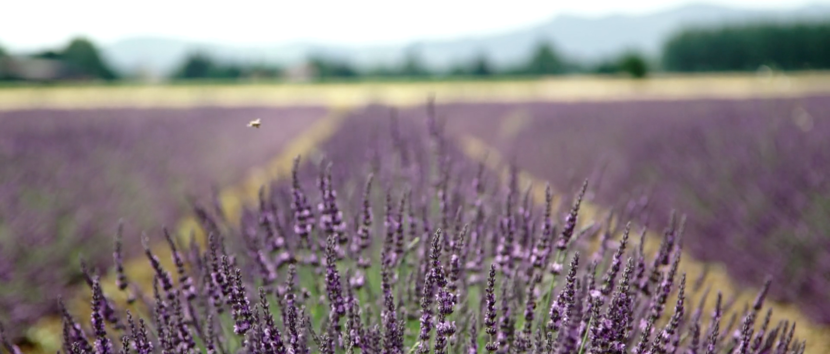 french wedding video lavender fields