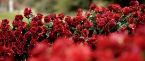 luxury micro wedding wedding ceremony flowers red roses wedding aisle inspiration