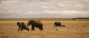 MASAAI MARA KENYA MOMBASA WEDDING